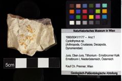 Foto (Objket + Etiketten) von Cyclothyreus sp. 